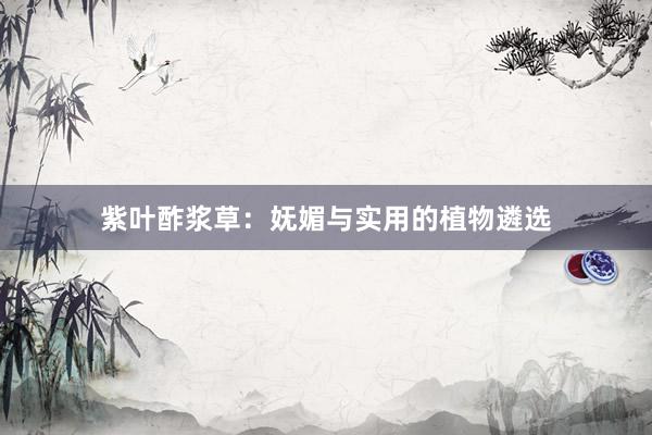 紫叶酢浆草：妩媚与实用的植物遴选